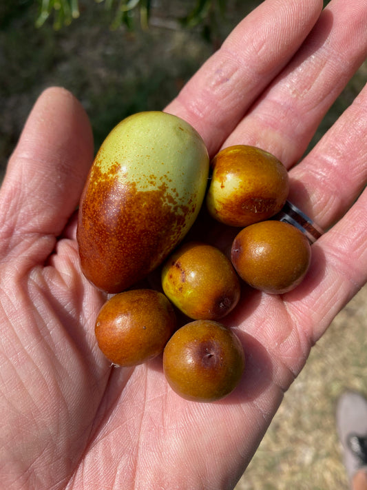 Jujube - Ziziphus jujuba