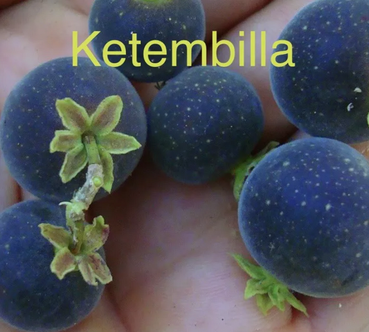 Ketembilla - Dovyalis hebecarpa