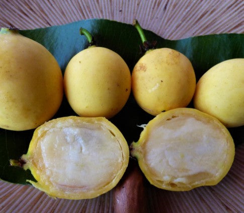 Luc's Garcinia - Garcinia sp. 'Mexican Garcinia'