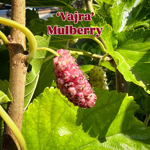 Mulberry - Morus