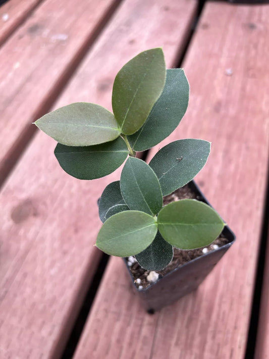 Myrcianthes sp. aff Riparia